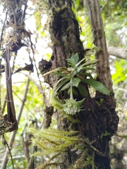 Eurystyles auriculata