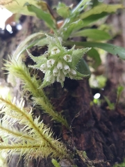 Eurystyles auriculata