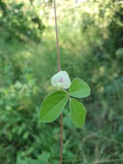 Macrotyloma axillare