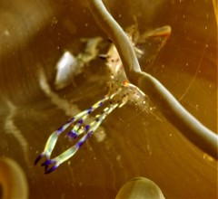 Ancylomenes holthuisi