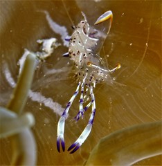 Ancylomenes holthuisi