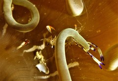 Ancylomenes holthuisi