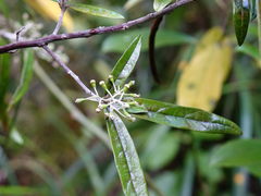 Corokia buddleioides