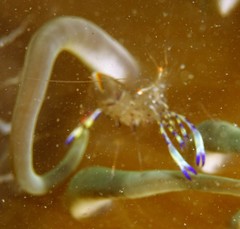 Ancylomenes holthuisi