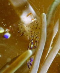 Ancylomenes holthuisi