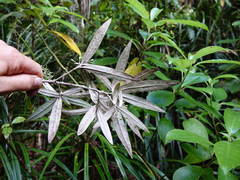 Corokia buddleioides