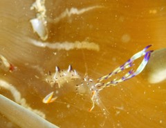 Ancylomenes holthuisi