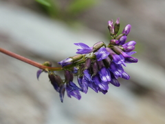 Astragalus norvegicus