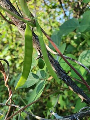 Macrotyloma axillare