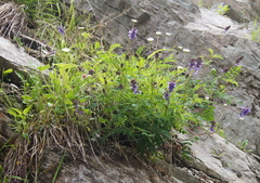 Astragalus norvegicus