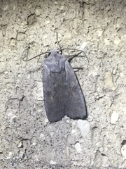 Lithophane antennata