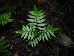 Adiantum argutum