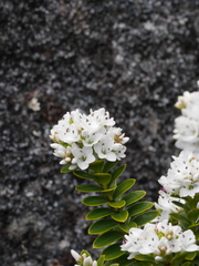 Veronica canterburiensis