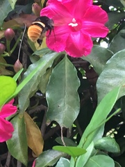 Eulaema cingulata