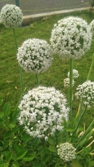 Allium cepa