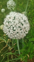 Allium cepa