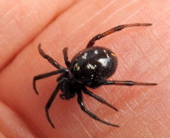 Steatoda erigoniformis