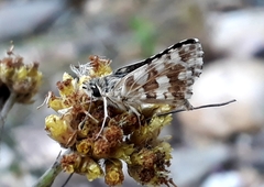 Spialia