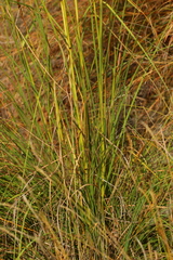 Cymbopogon