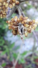 Spialia