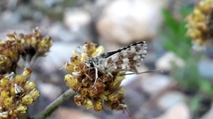 Spialia