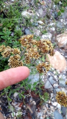 Spialia