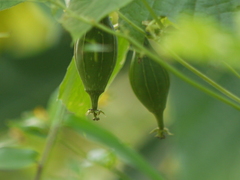 Luffa acutangula