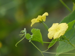 Luffa acutangula