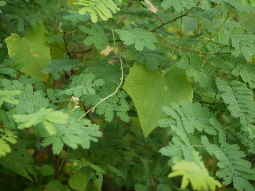 Luffa acutangula