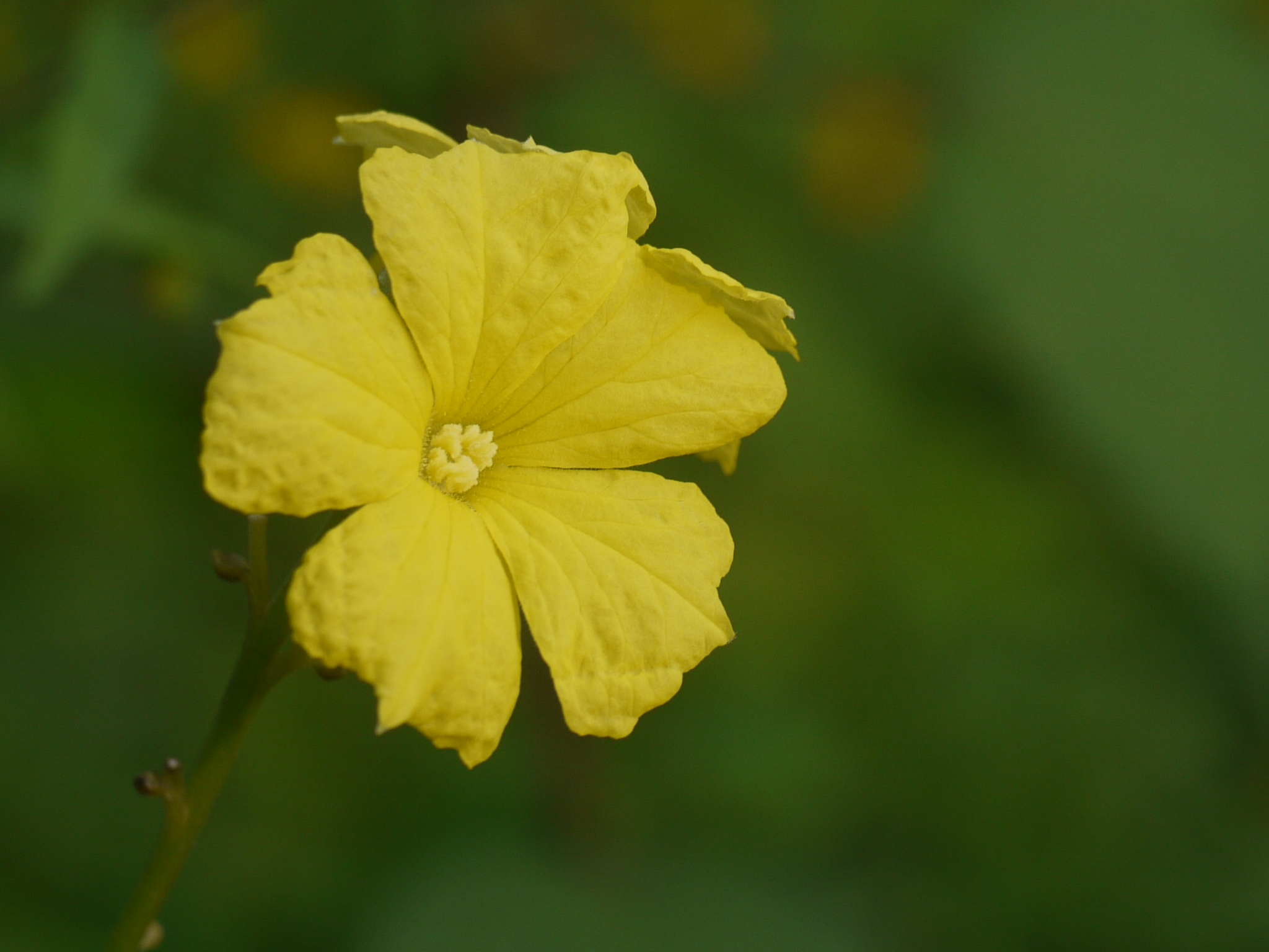 Luffa acutangula