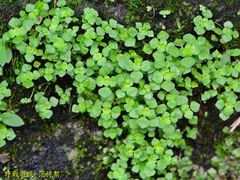 Pilea peploides major