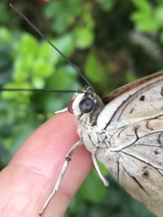 Archaeoprepona demophoon gulina