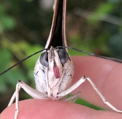 Archaeoprepona demophoon gulina