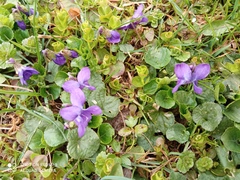 Viola odorata