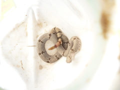 Crotalus lepidus klauberi