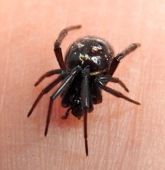 Steatoda erigoniformis