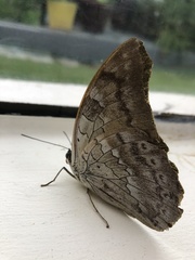 Archaeoprepona demophoon gulina