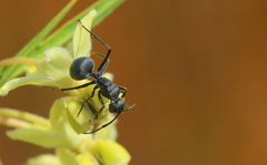Polyrhachis schistacea