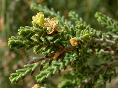 Passerina ericoides