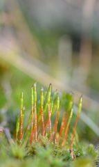 Tetraplodon mnioides