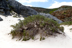 Passerina ericoides