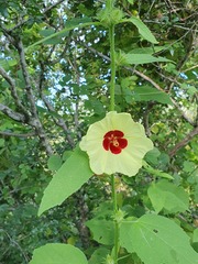 Hibiscus mastersianus