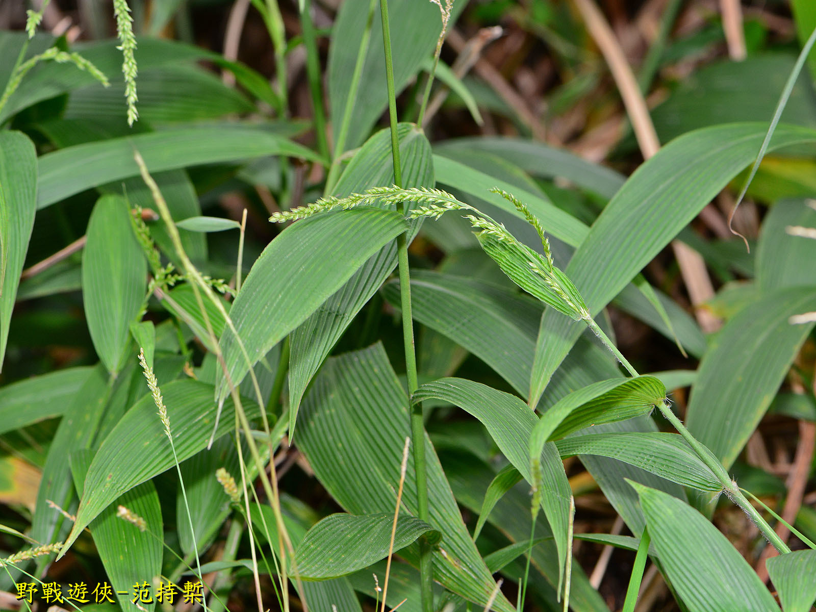Setaria palmifolia