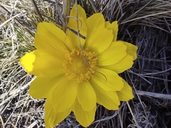 Adonis vernalis