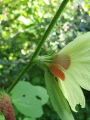 Hibiscus mastersianus