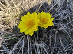 Adonis vernalis
