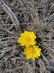 Adonis vernalis