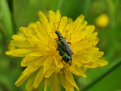 Oedemera virescens