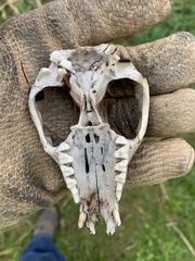 Didelphis virginiana