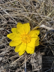 Adonis vernalis